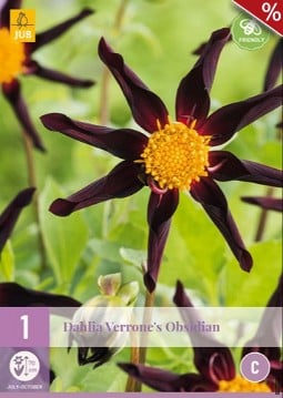 Dahlie Verrone's Obsidian kaufen, click for more details Dahlie Verrone's Obsidian