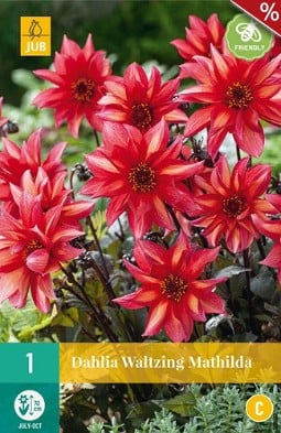 Dahlie Waltzing Mathilda kaufen, click for more details Dahlie Waltzing Mathilda
