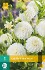 Dahlie White Aster kaufen