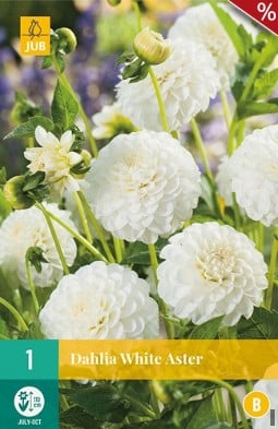 Dahlie White Aster kaufen, clicken für mehr Details Dahlie White Aster