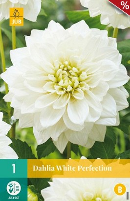 Dahlie White Perfection