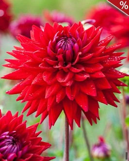 Dahlie Wittemans Best