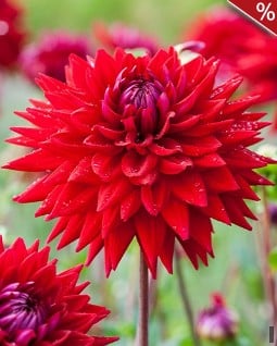 Dahlie Wittemans Best kaufen, click for more details Dahlie Wittemans Best