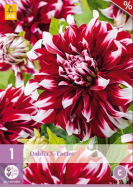 Dahlie X-Factor
