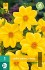Dahlie Yellow Sneezy kaufen