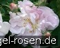 Buy Celsiana