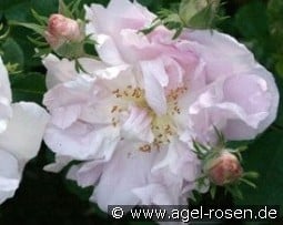 Celsiana kaufen, click for more details Celsiana