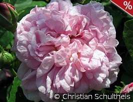 Ispahan