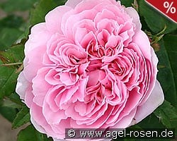 Jacques Cartier kaufen, click for more details Jacques Cartier