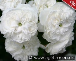 Mme. Hardy kaufen, click for more details Mme. Hardy