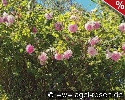 Trigintipetala kaufen, click for more details Trigintipetala