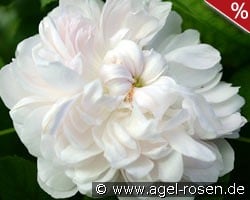 Weiße Jacques Cartier kaufen, click for more details Weiße Jacques Cartier