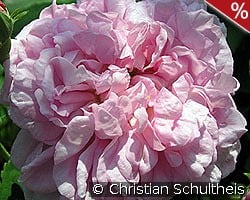 Ispahan kaufen, clicken für mehr Details Ispahan