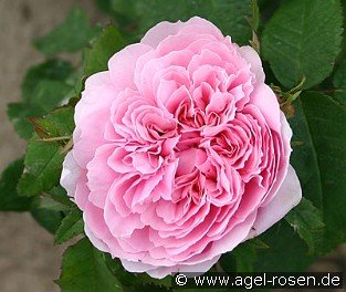 Jacques Cartier