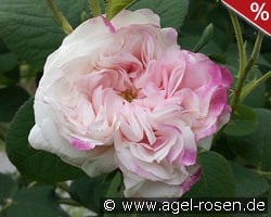 Leda kaufen, clicken für mehr Details Leda