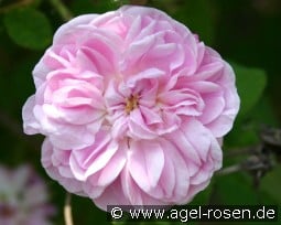 Petite Lisette kaufen, clicken für mehr Details Petite Lisette