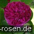 Rose de Resht kaufen