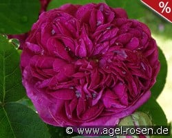 Rose de Resht kaufen, clicken für mehr Details Rose de Resht