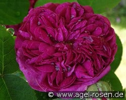 Rose de Resht kaufen, clicken für mehr Details Rose de Resht