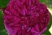 Rose de Resht