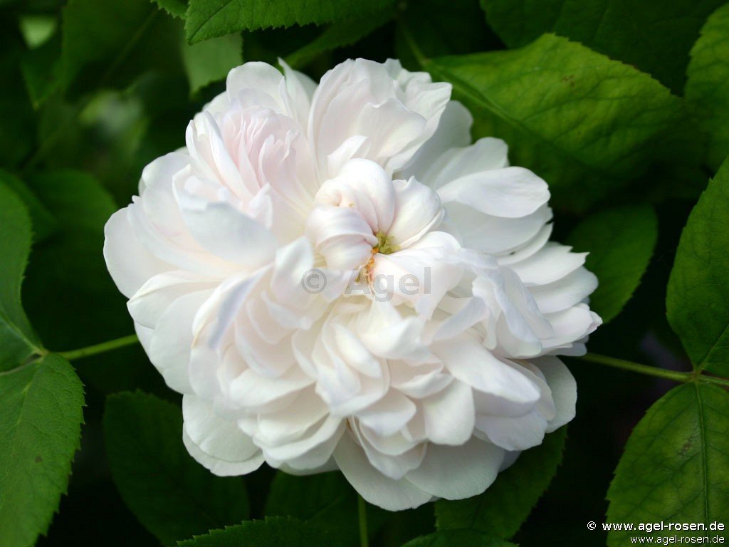 Rose ‘Weiße Jacques Cartier‘ (Hochstamm (~90cm), wurzelnackt)