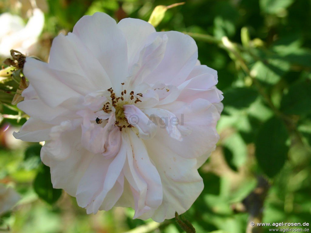 Rose ‘York & Lancaster‘ (wurzelnackte Rose)