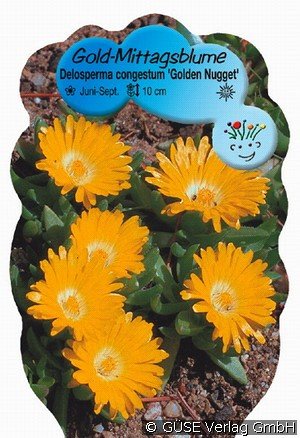 Mittagsblume