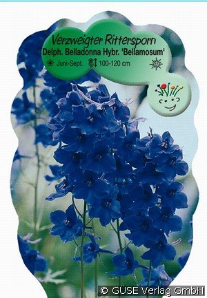 Rittersporn Belladonna-Hybride 'Bellamosum'