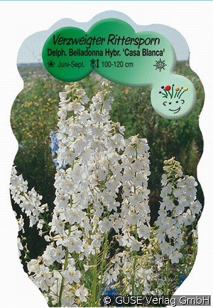 Rittersporn Belladonna-Hybride 'Casa Blanca'