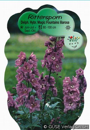 Rittersporn Hybride 'Magic Fountain'