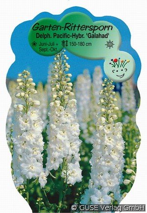 Rittersporn Hybride 'Pacific Galahad'
