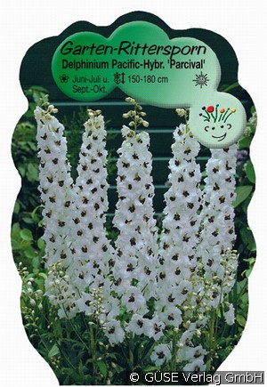 Rittersporn -Pacific-Hybr. 'Parcival'