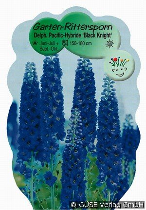 Rittersporn Pacific-Hybride 'Black Knight'