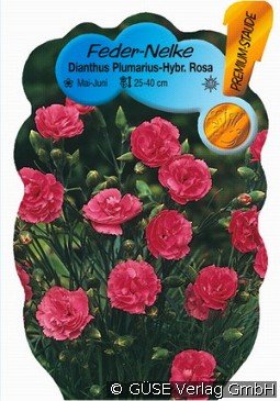 Feder-Nelke kaufen, clicken für mehr Details Feder-Nelke