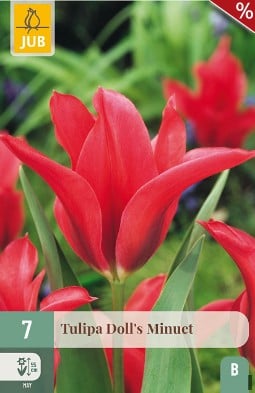 Doll's Minuet kaufen, click for more details Doll's Minuet