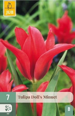 Doll's Minuet kaufen, click for more details Doll's Minuet