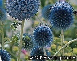 Kugeldistel kaufen, clicken für mehr Details Kugeldistel