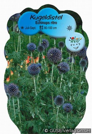 Kugeldistel