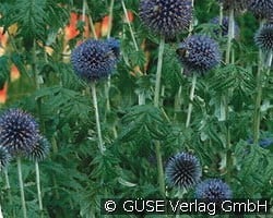 Kugeldistel kaufen, clicken für mehr Details Kugeldistel