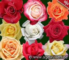 10 Edelrosen gemischt