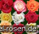 10 Edelrosen gemischt kaufen
