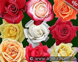 10 Edelrosen gemischt kaufen, clicken für mehr Details 10 Edelrosen gemischt