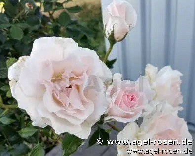 Rose ‘A Whiter Shade of Pale‘ (Halbstamm (~65cm), wurzelnackt)