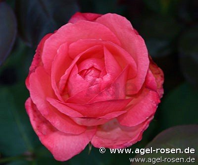 Rose ‘Aachener Dom‘ (Hochstamm (~90cm), wurzelnackt)