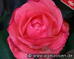 Aachener Dom kaufen, clicken für mehr Details Aachener Dom