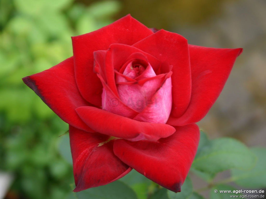 Rose ‘Adagio DDR‘ (wurzelnackte Rose)
