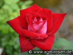 Adagio DDR kaufen, clicken für mehr Details Adagio DDR