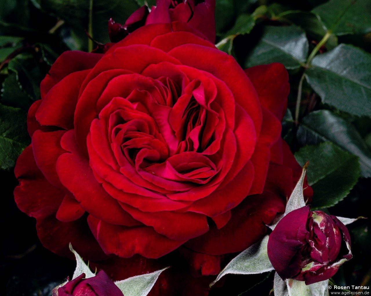 Rose ‘Admiral‘ (Hochstamm (~90cm), wurzelnackt)