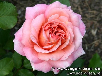 Rose ‘Albrecht Dürer‘ (Hochstamm (~90cm), wurzelnackt)