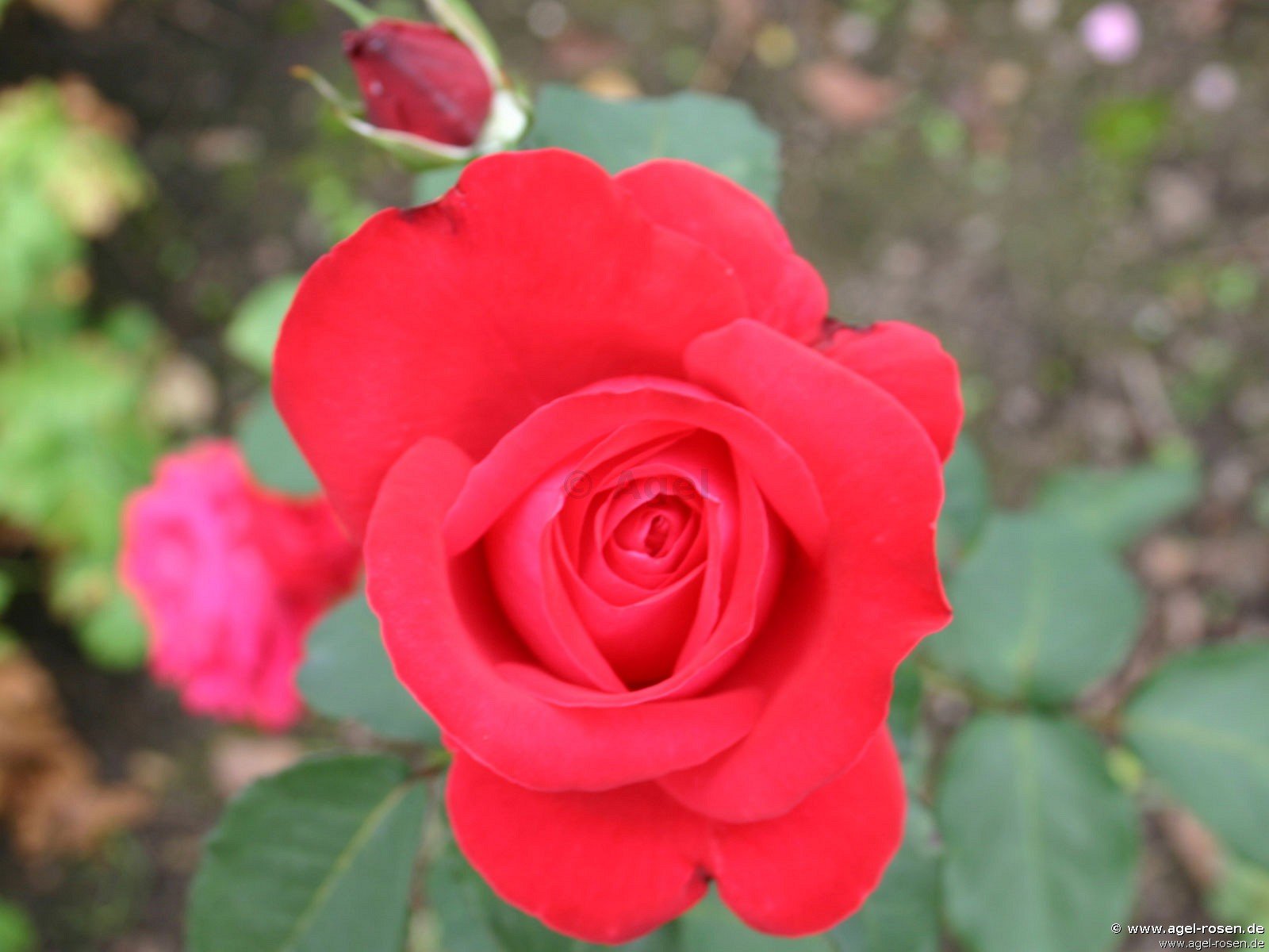 Rose ‘Alecs Red‘ (Hochstamm (~90cm), wurzelnackt)